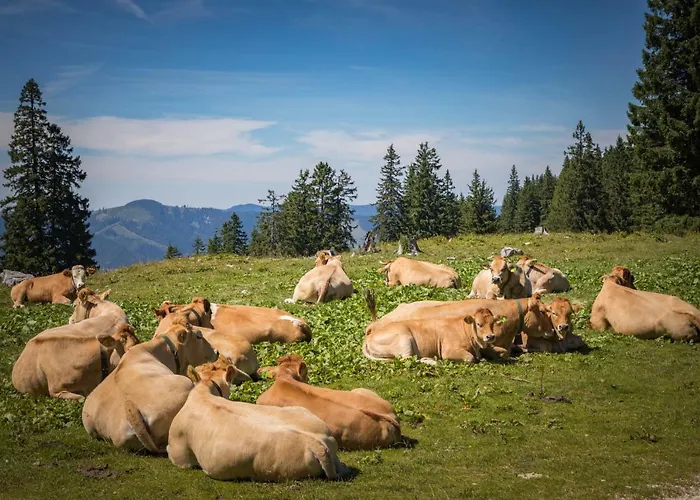 Mendlingbauer Semesterbostad